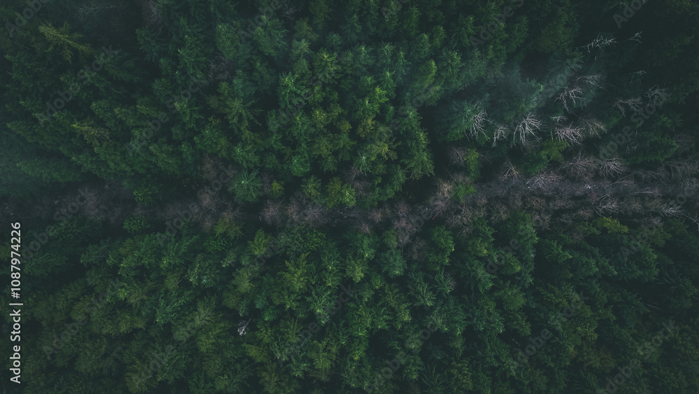 Naklejka premium Forest from above