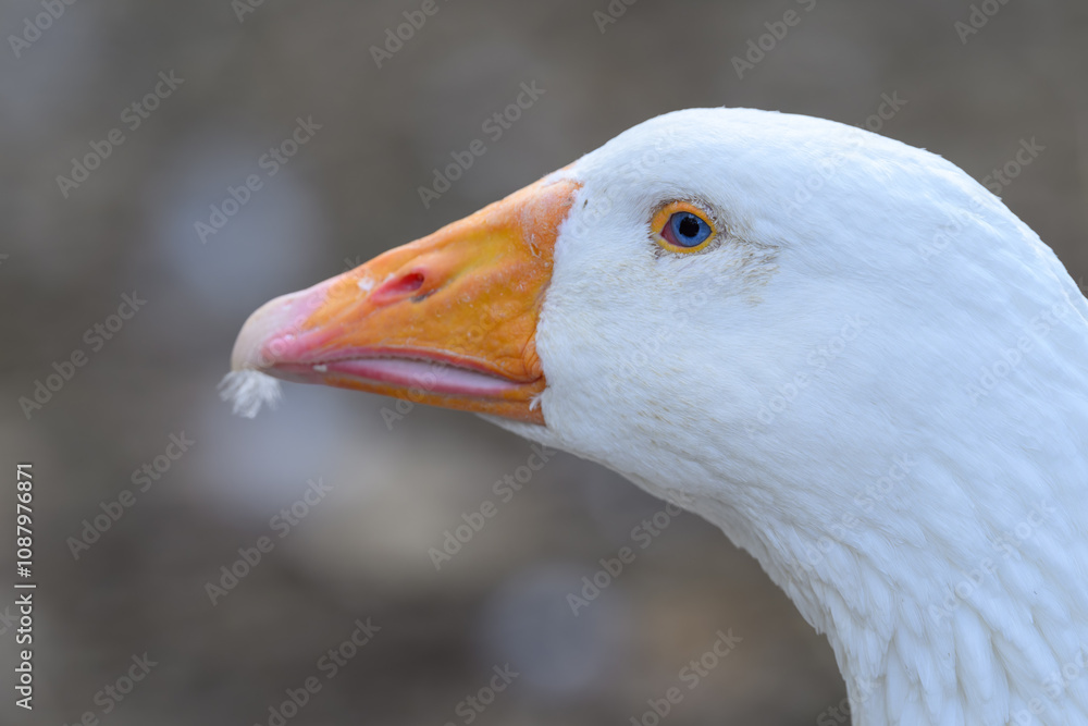 Blue-eyed white goose in head detail.
Blue-eyed white goose in head detail.