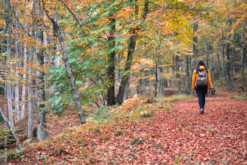 A walk into the woods in autumn