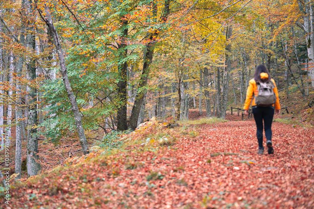 A walk into the woods in autumn