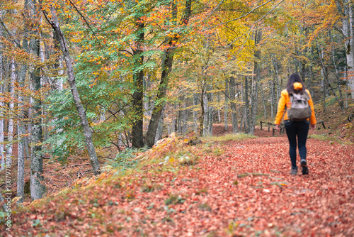 A walk into the woods in autumn 