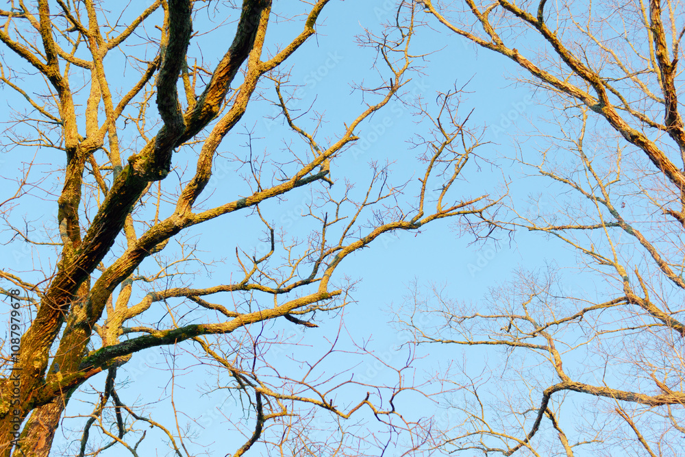 Trees Trees