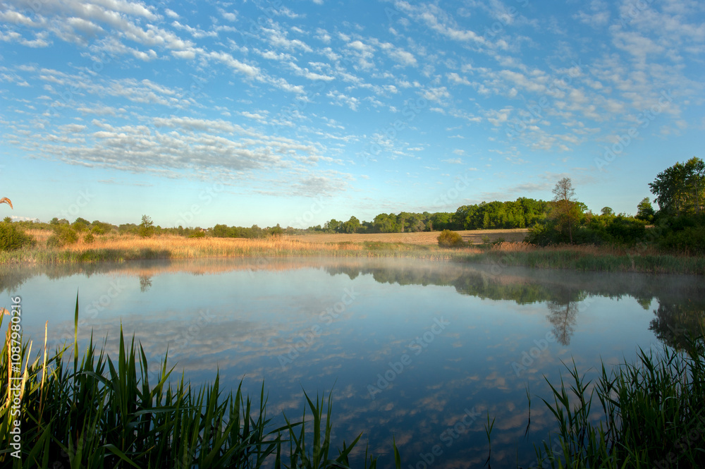 morning landscape of summer forest over the pond morning landscape of summer forest over the pond