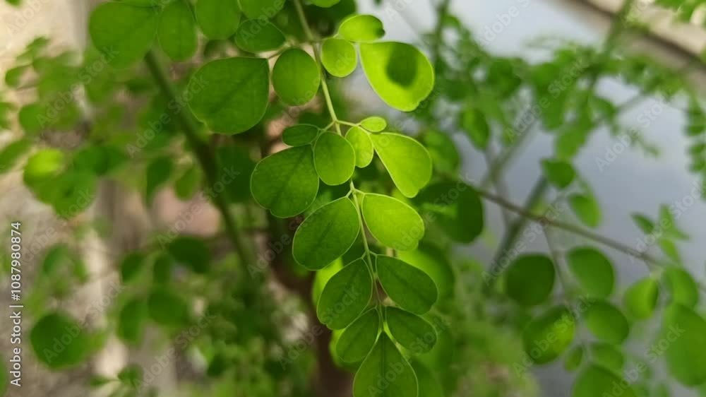 Moringa leaves Moringa leaves