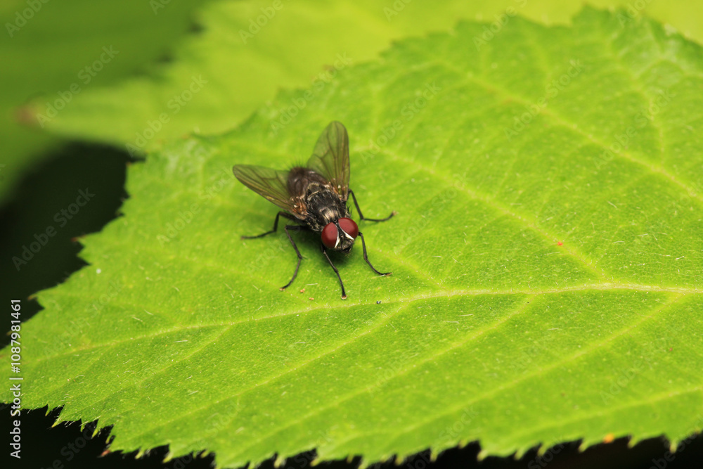 natural eupeodes flower fly photo natural eupeodes flower fly photo