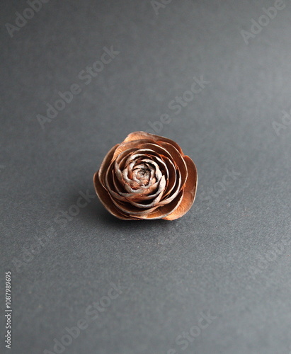 Seed of Cedar Wood Rose Cone, cedrus deodara cone on dark grey background photo