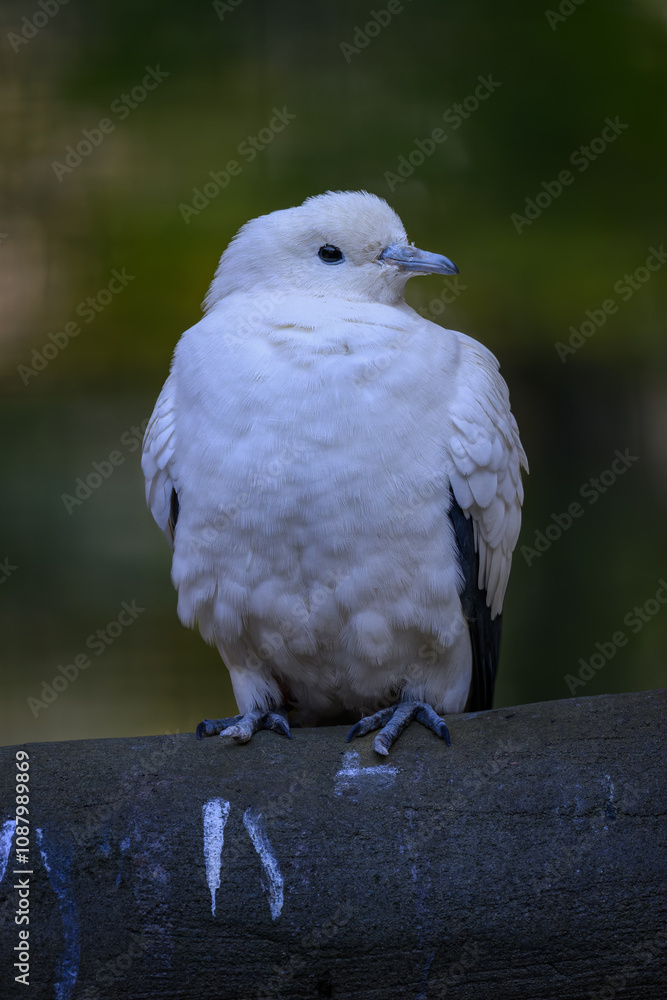 Two-colored pigeon sitting on a branch.
Two-colored pigeon sitting on a branch.