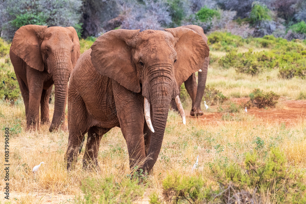 Telephoto of three African Elephants -Loxodonta Africana- grazing on the banks of the Ewaso Ngiro river in the Samburu National Reserve, Kenya Telephoto of three African Elephants -Loxodonta Africana- grazing on the banks of the Ewaso Ngiro river in the Samburu National Reserve, Kenya