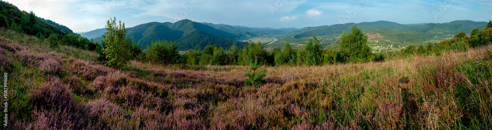 Panorama of flowering heather in the mountains. Nature with green hills and flowering heather plants. Panorama of flowering heather in the mountains. Nature with green hills and flowering heather plants.