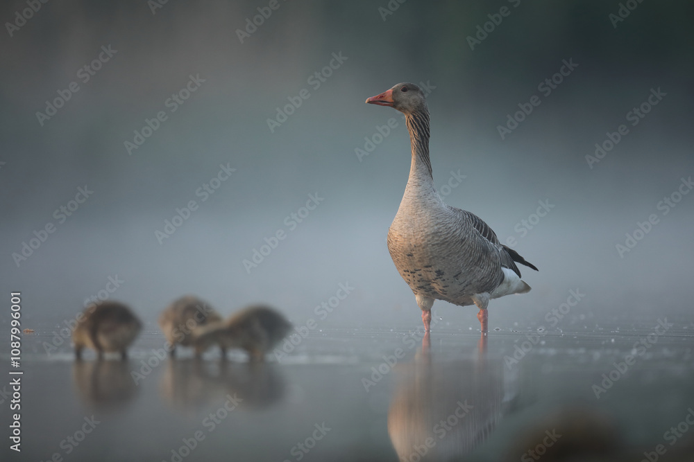 Gęgawa, gęś gęgawa, (Anser anser) greylag goose