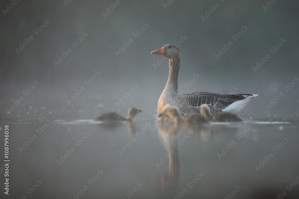 Gęgawa, gęś gęgawa, (Anser anser) greylag goose Gęgawa, gęś gęgawa, (Anser anser) greylag goose