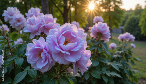 Blooming pink roses in garden at sunset