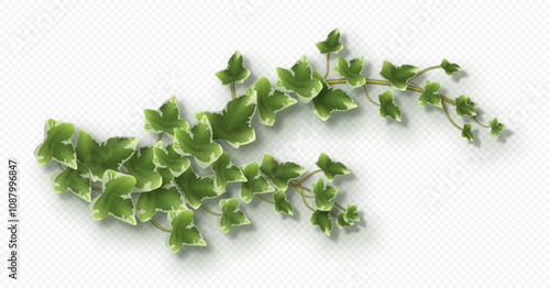 Ivy vine with lush green leaves. Hedera trailing branch isolated on a grey background. Vector illustration.