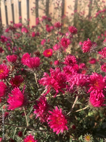 Pink Flowers