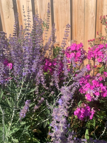 Purple Flowers