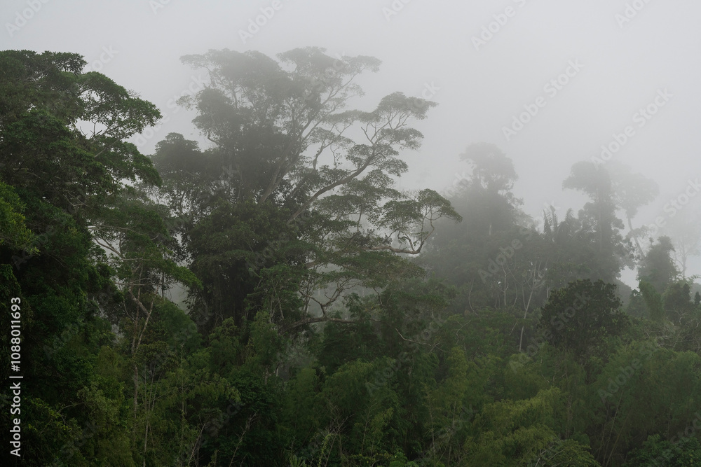 Obraz premium Amazon rainforest trees in mist and fog, Yasuni national park, Ecuador. 