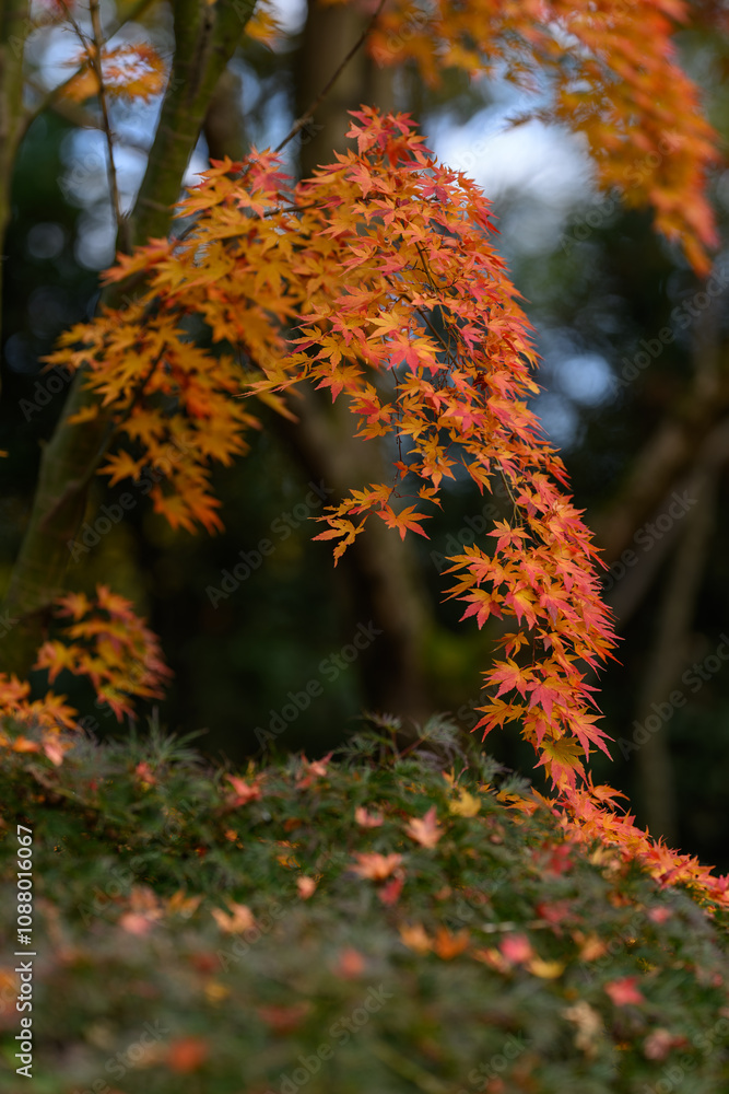Orange maple leaves outdoors in autumn.
Orange maple leaves outdoors in autumn.