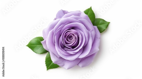 A stunning purple rose blooms beautifully against a crisp white backdrop, showcasing its delicate petals and charm.