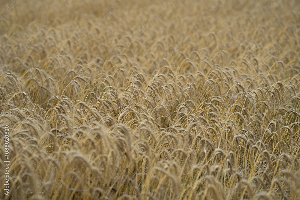 Golden wheat field. Rural landscape. Wheat growing on field. Ear of wheats in the field. Field of wheats. Ripening ears of wheats.