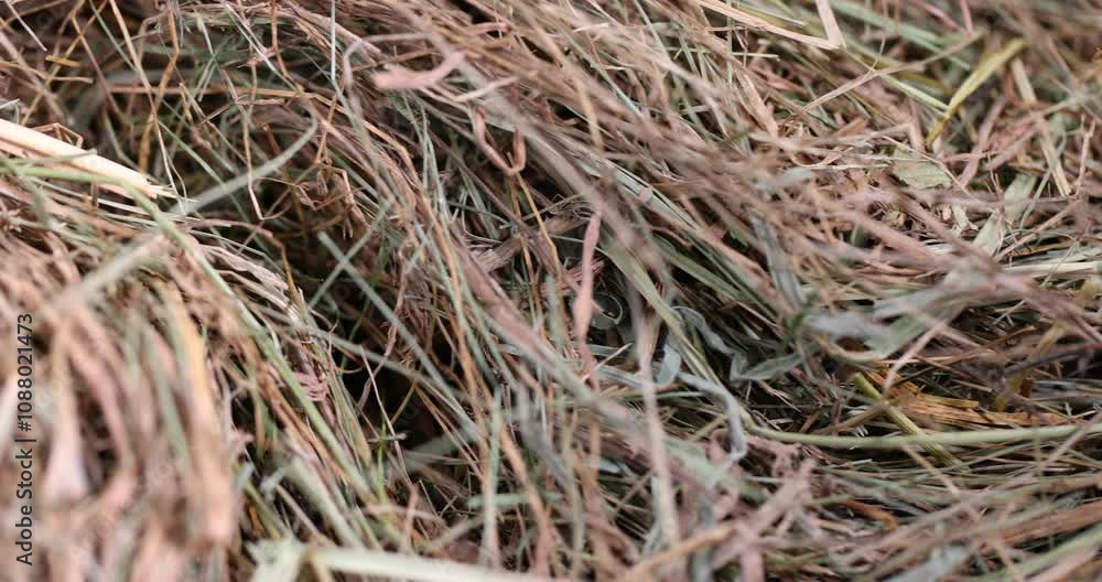 hay from dried grass for feeding rodents and small animals, a pile of green straw for long-term storage hay from dried grass for feeding rodents and small animals, a pile of green straw for long-term storage