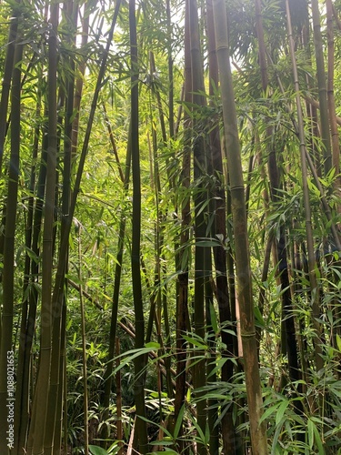 Bamboo Forest