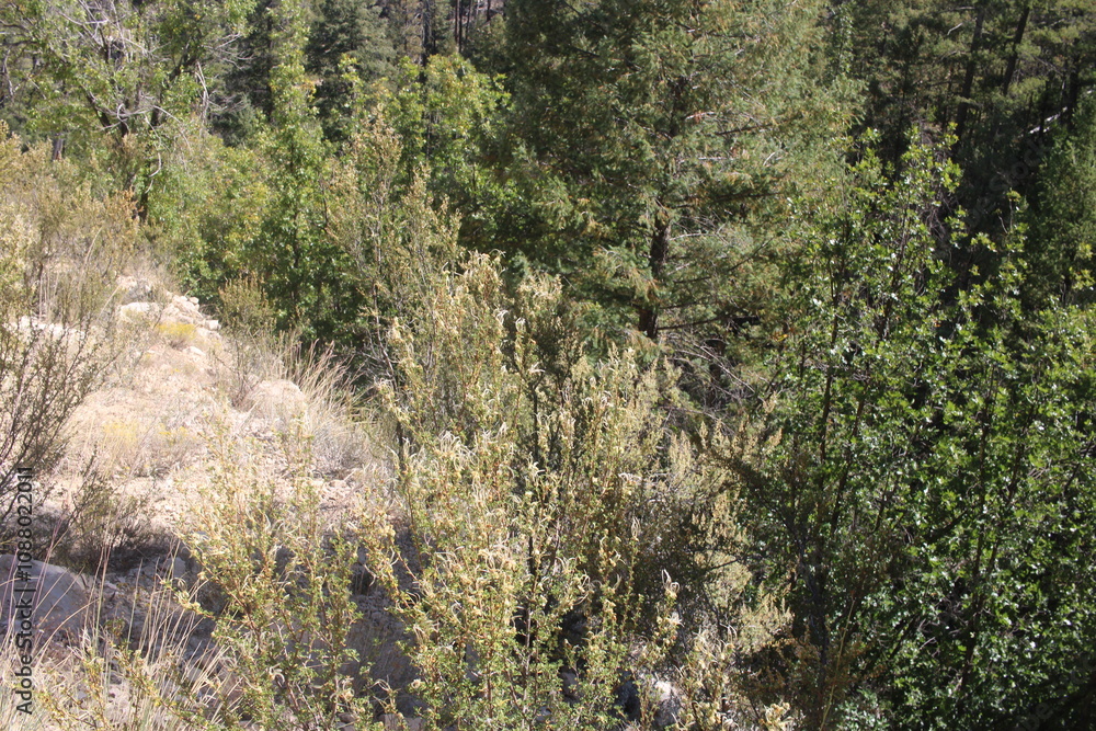 nature nature