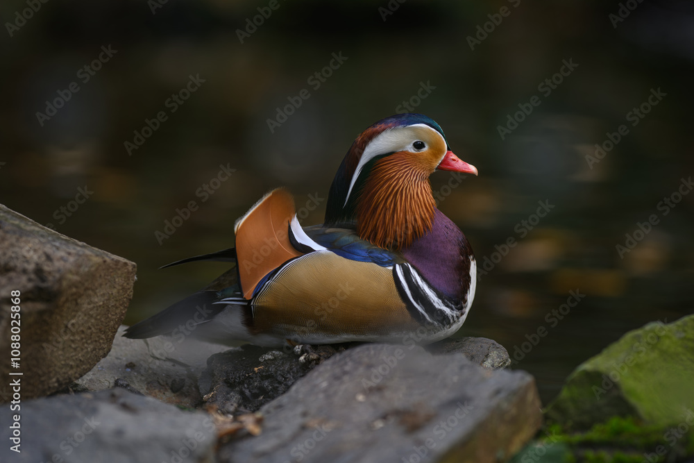 Female mandarin duck outdoors among rocks.
Female mandarin duck outdoors among rocks.