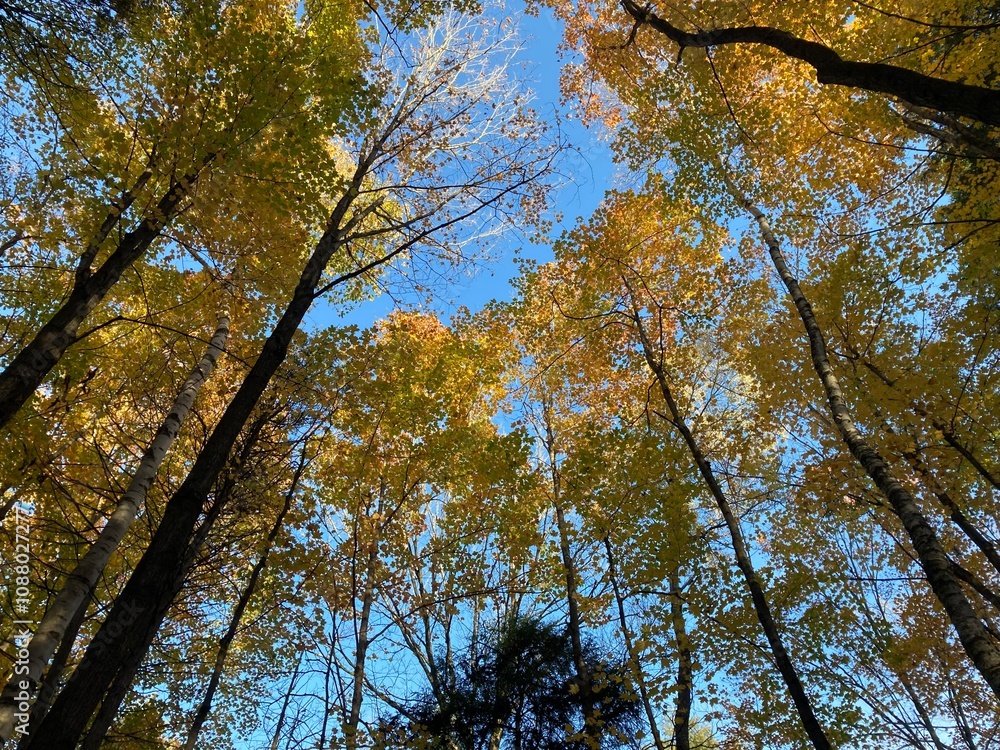 Fototapeta premium Looking up into the trees