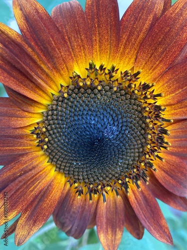 sunflower centre colour burst beauty