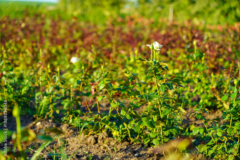 A field of flowers with a single white flower in the middle A field of flowers with a single white flower in the middle