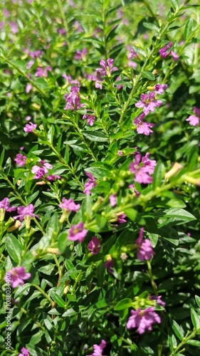 Wallpaper Mural Cuphea hyssopifolia in the garden Torontodigital.ca