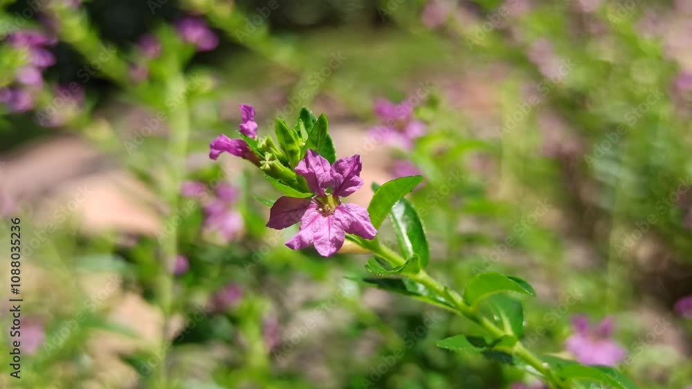 Cuphea hyssopifolia in the garden Cuphea hyssopifolia in the garden
