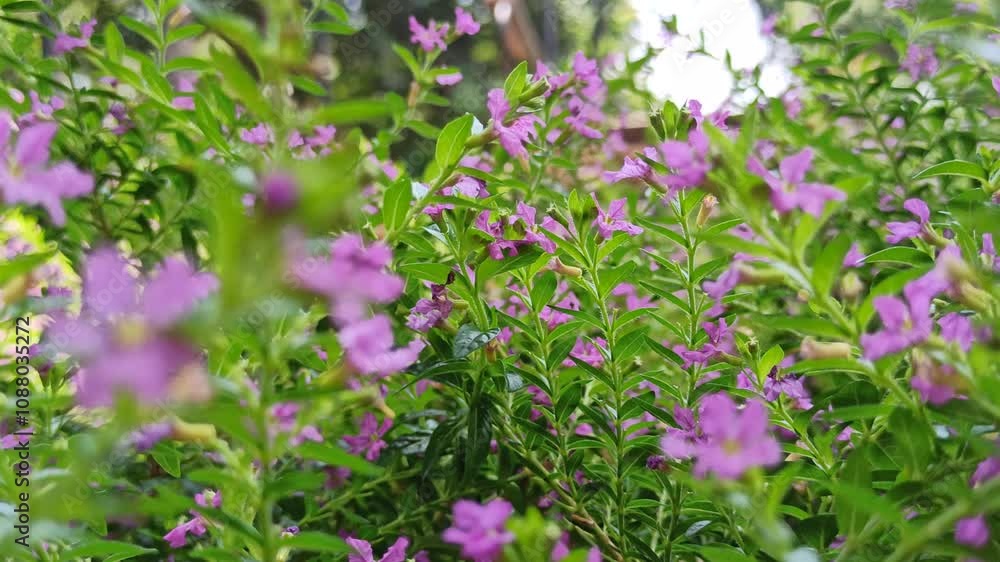 Cuphea hyssopifolia in the garden Cuphea hyssopifolia in the garden