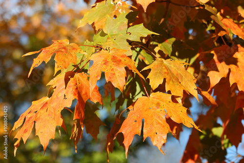 Yellow green and orange maple leaves turning for the autumn season photo