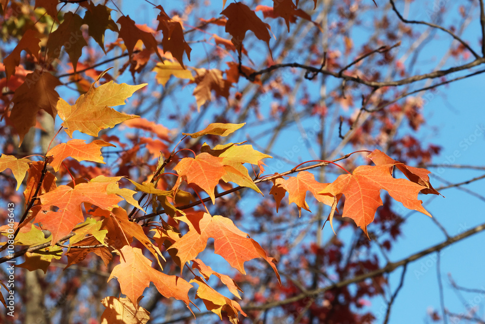 Orange and green-yellow leaves isolated in the treetops Orange and green-yellow leaves isolated in the treetops