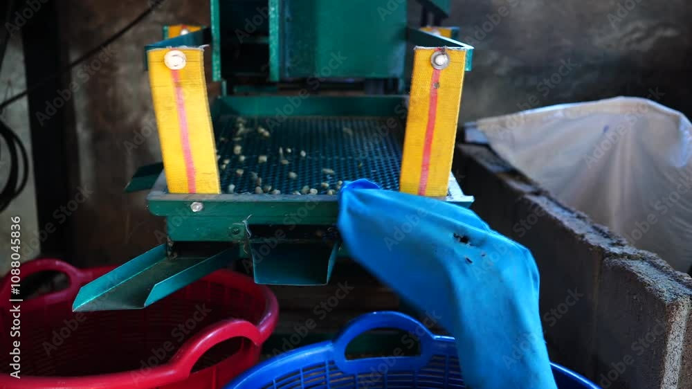 Milling process for grading coffee beans Milling process for grading coffee beans