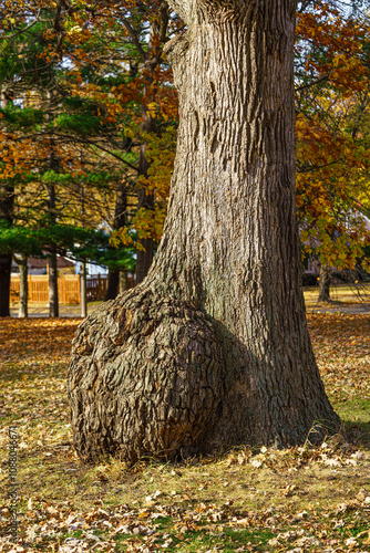burled wood