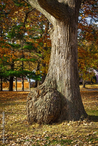 tree with burl