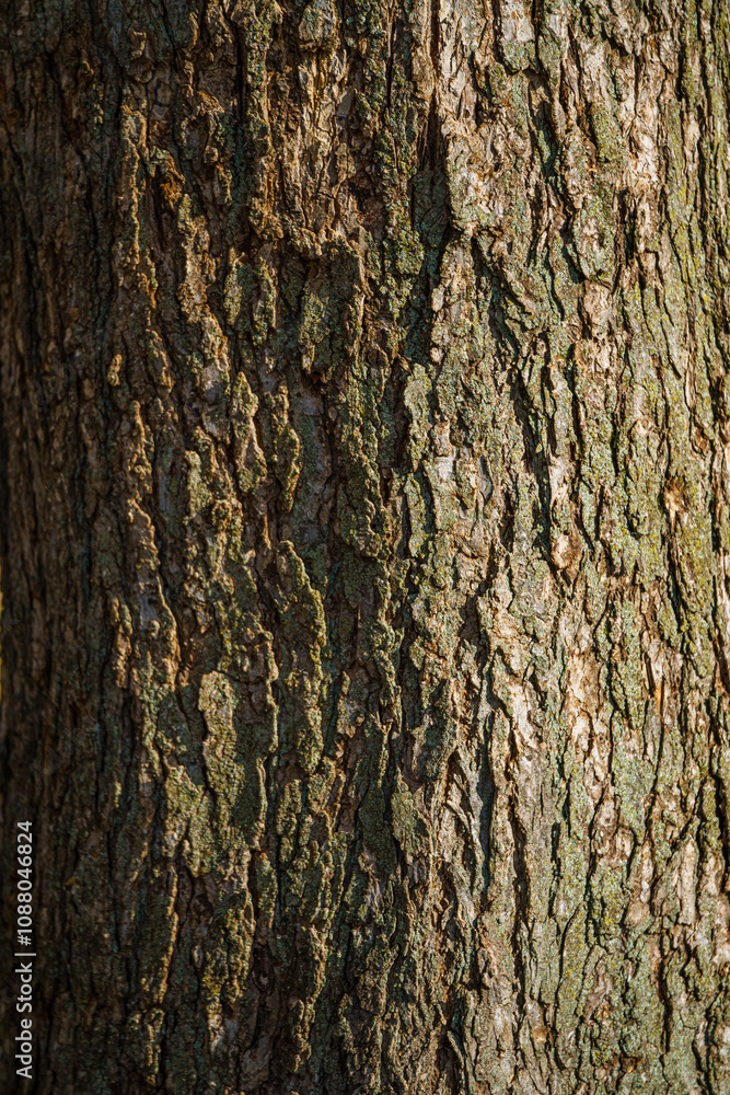 Fototapeta premium bark of a tree
