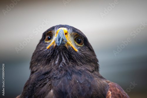 close-up of the sharp gaze and powerful aura of an eagle photo