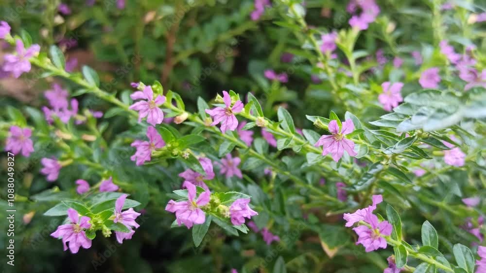Cuphea hyssopifolia in the garden Cuphea hyssopifolia in the garden