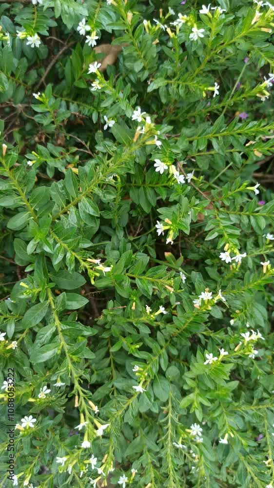 Cuphea hyssopifolia in the garden Cuphea hyssopifolia in the garden