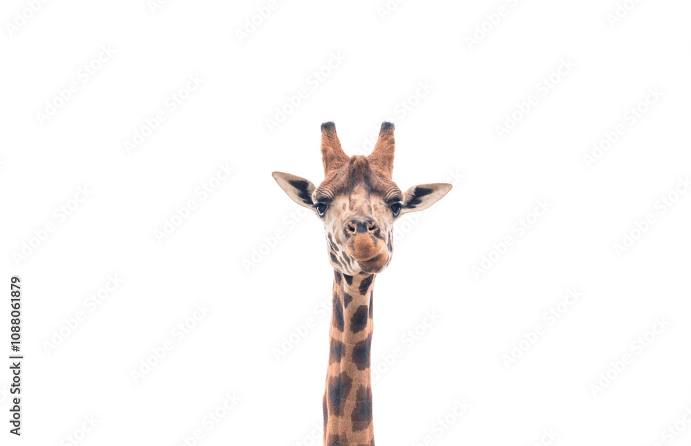 Obraz premium Backlit Giraffe
