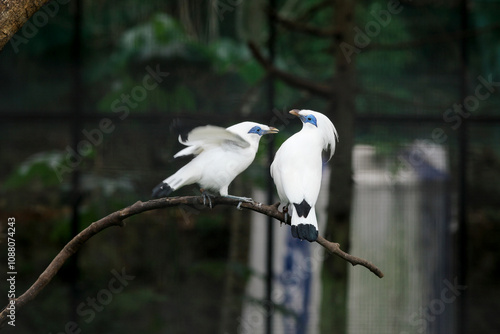 Two Majestic Bali Myna Bird (Leucopsar Rothschildi) showcasing its unique features and serene expression at Zoo