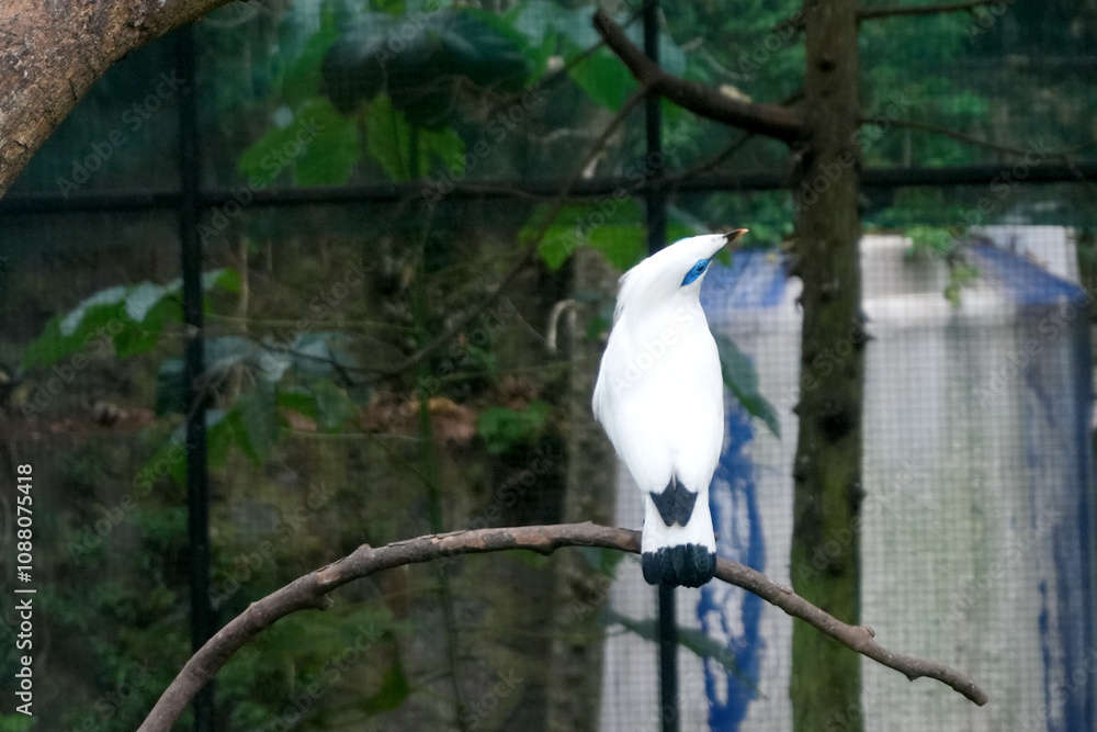 Portrait of Bali Myna a White Bird With Blue Eyes Sitting on Branch at Zoo Portrait of Bali Myna a White Bird With Blue Eyes Sitting on Branch at Zoo