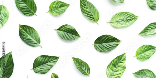 Green leaves pattern on a white background with copyspace.