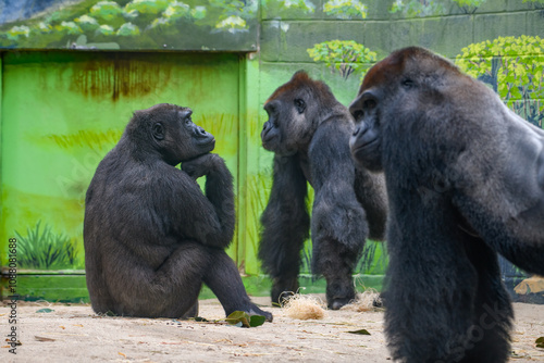 male and female Adult Western Lowland Gorilla Closeup Profile (Gorilla gorilla gorilla) photo