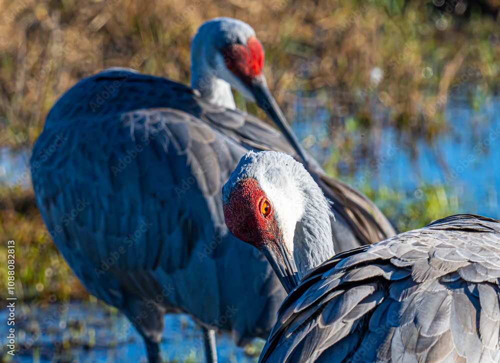 Fototapeta premium Sandhill Crane Pair