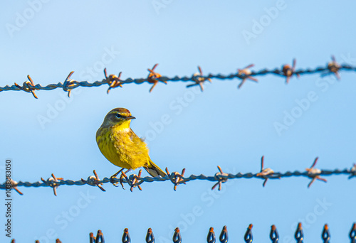 Palm Warbler on Barbed Wire photo