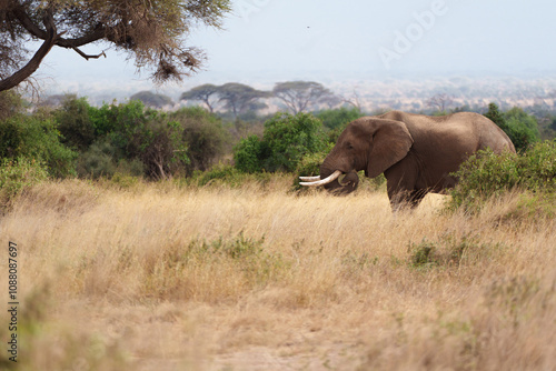 Elephant with tusks eating grass in front of trees